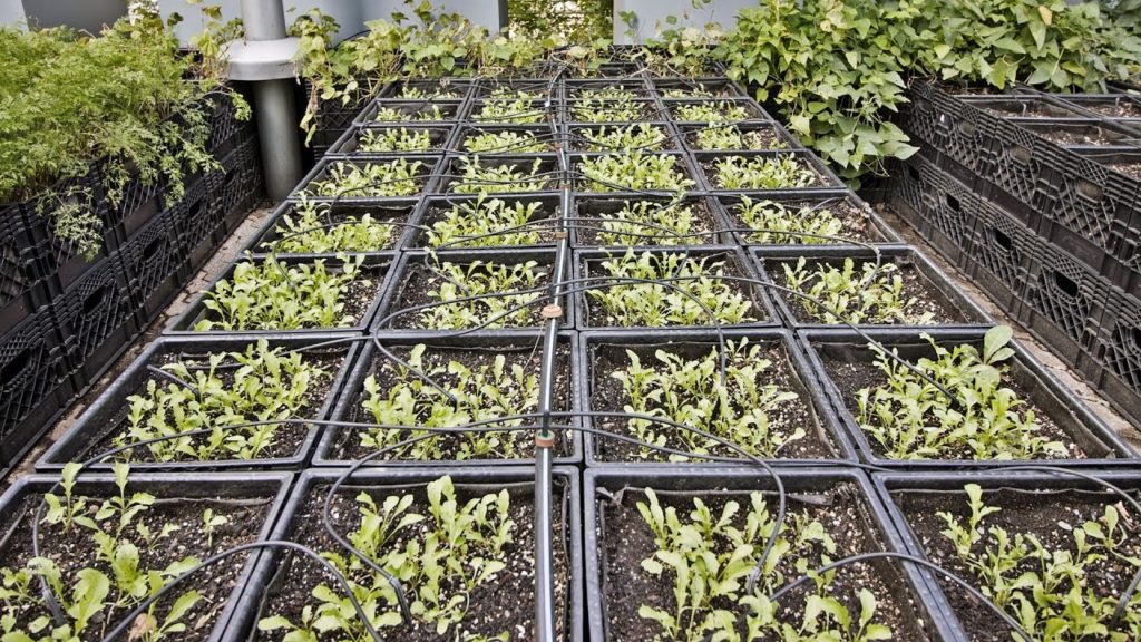 Epic Gardening: Farming in 3,200 Milk Crates For a High-End Restaurant in Manhattan Farming in 3,200 Milk Crates For a High-End Restaurant in Manhattan