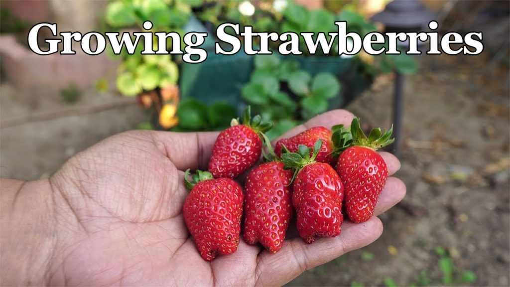Growing LOTS of Strawberries In Strawberry Grow Bags