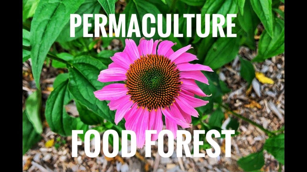 James Prigioni: Amazing Permaculture FOOD FOREST Amazing Permaculture FOOD FOREST