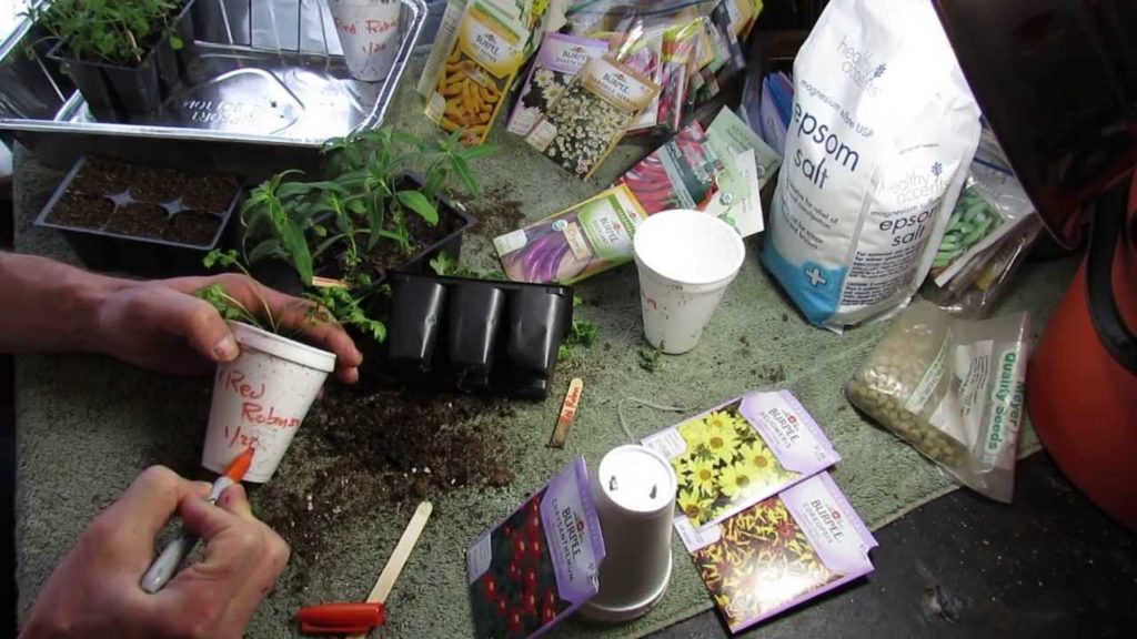 Gary Pilarchik: Garden Flowers: Red Robinson Daisy/Chrysanthemum: Awesome Red Perennial! – MFG 2014 Garden Flowers: Red Robinson Daisy/Chrysanthemum: Awesome Red Perennial! - MFG 2014