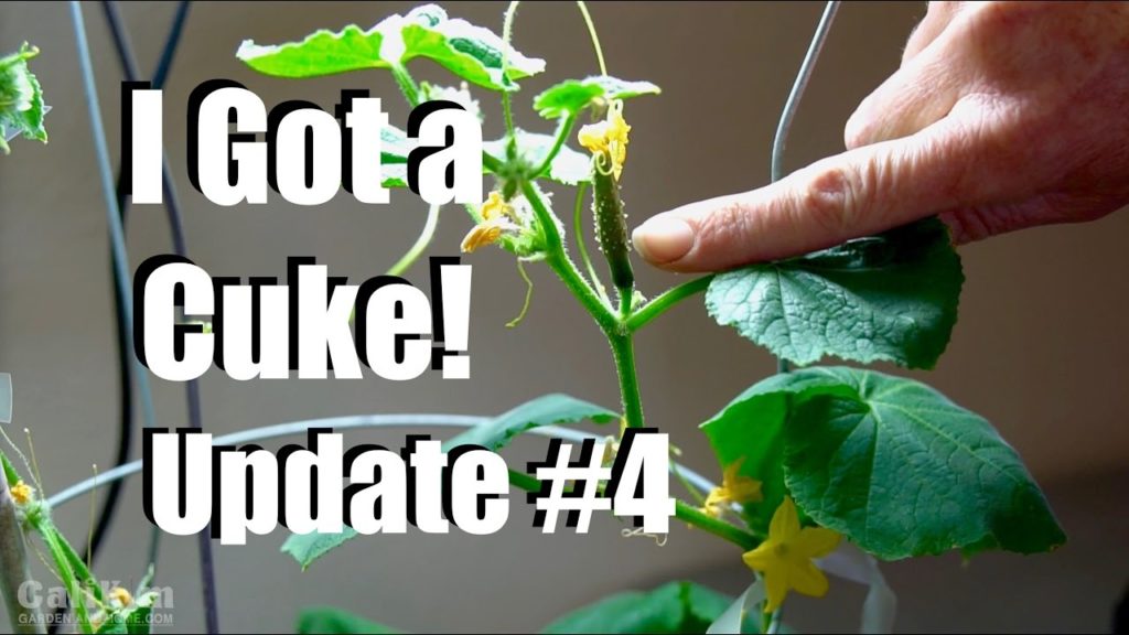 CaliKim: Growing a Tomato and Cucumber Indoors: UPDATE #4 – I Got a Cuke & Challenges! Growing a Tomato and Cucumber Indoors: UPDATE #4 - I Got a Cuke & Challenges!
