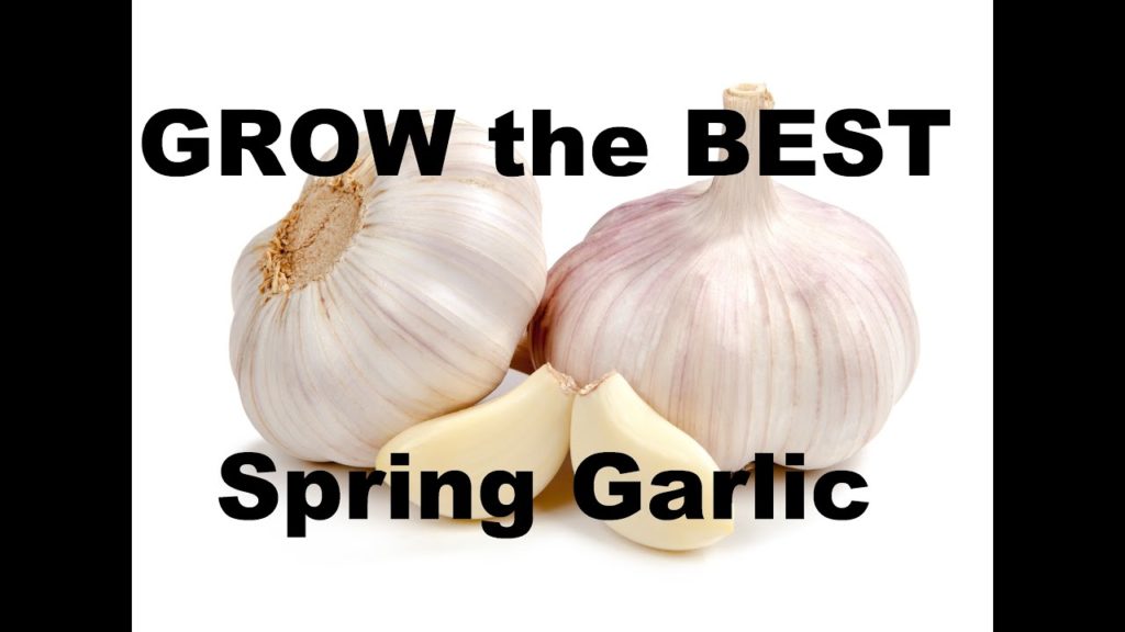 Grow the BEST Spring Garlic With This Super Simple Method