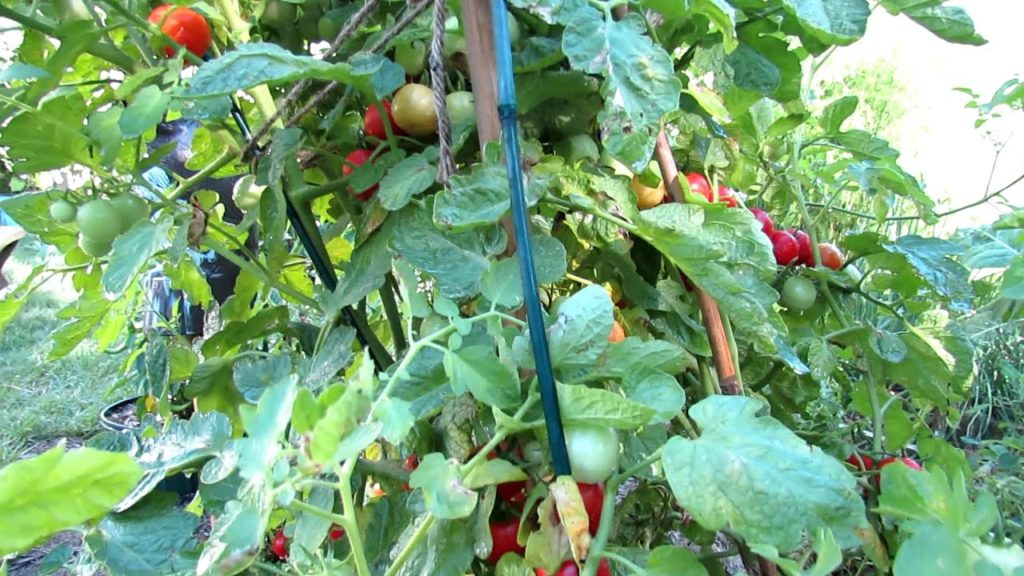Baxter's Bush Cherry Tomato: The Ultimate Cherry Container Tomato