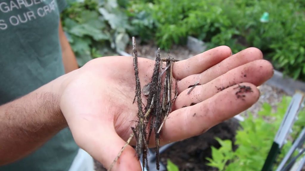 What Happens if You Bury A Whole Straw Bale in The Garden?