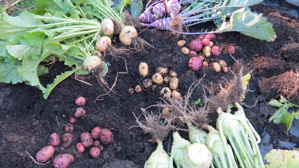 Gary Pilarchik: Harvesting 5 Gallon Container Potatoes and Ground Turnips & Kohlrabi: How to Peel & Eat Kohlrabi Harvesting 5 Gallon Container Potatoes and Ground Turnips & Kohlrabi: How to Peel & Eat Kohlrabi