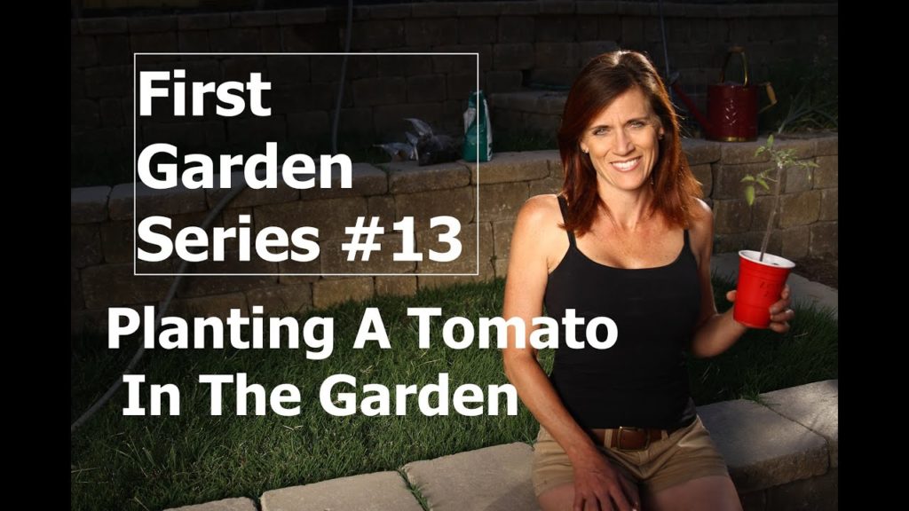 CaliKim: First Garden Series #13 Planting a Tomato in the Garden First Garden Series #13 Planting a Tomato in the Garden