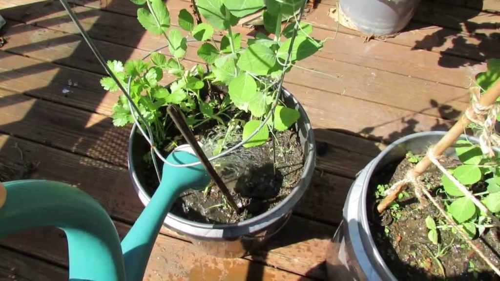 Gary Pilarchik: MFG 2013 3 of 4 Tending Fall Container Pea and Using Balanced Liquid Fertilizer MFG 2013 3 of 4 Tending Fall Container Pea and Using Balanced Liquid Fertilizer