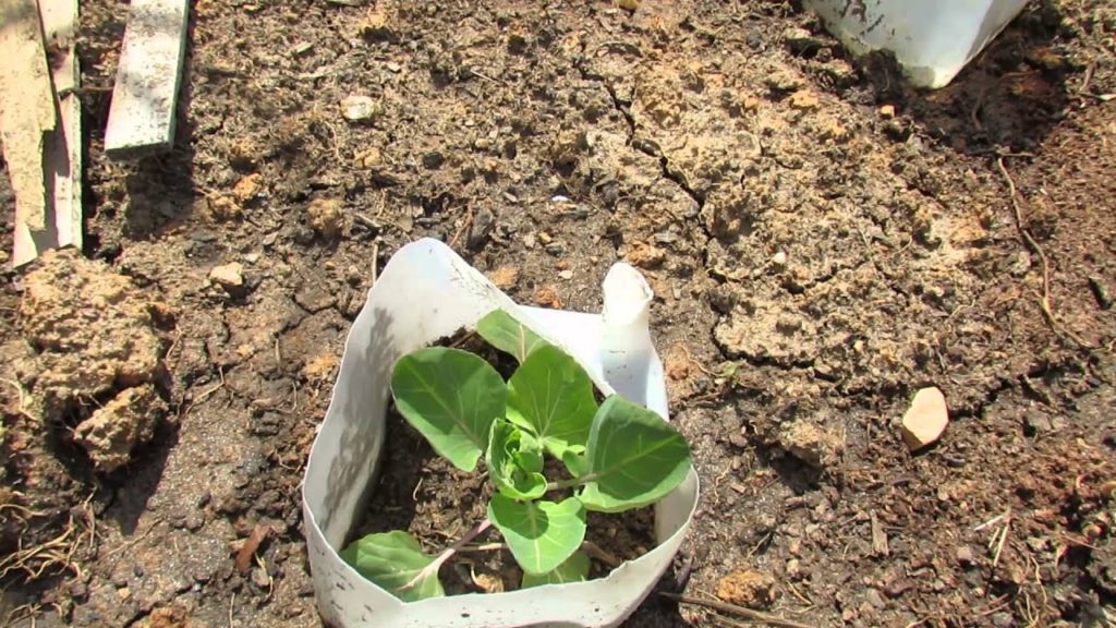 Gary Pilarchik: Rabbit Protection for Brussels Sprouts, Kale, Cabbages & Greens – MFG 2014 Rabbit Protection for Brussels Sprouts, Kale, Cabbages & Greens - MFG 2014
