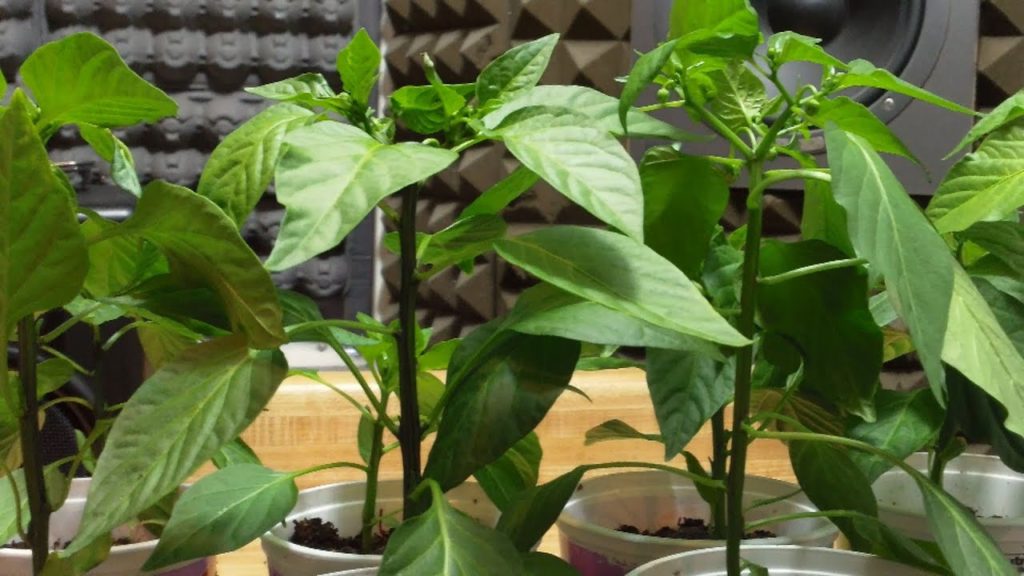 One Yard Revolution: Indoor Biochar Finale: Pepper & Tomato Results! Indoor Biochar Finale: Pepper & Tomato Results!