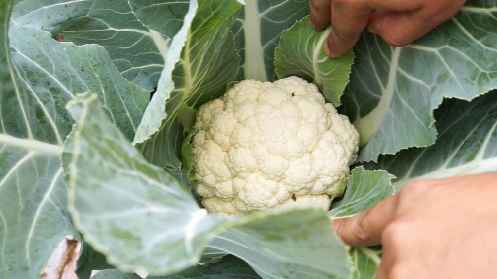 Cauliflower Profile - White Cloud Hybrid + Recipe!