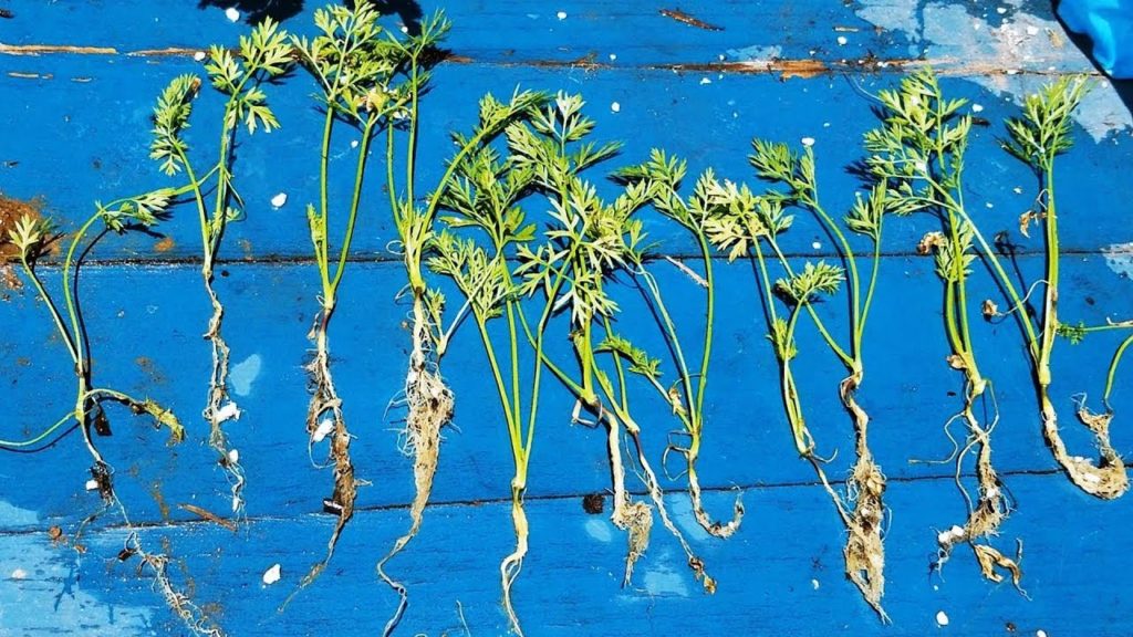 Epic Gardening: How To Get 10x More Seedlings Out Of Your Nursery 6-Packs How To Get 10x More Seedlings Out Of Your Nursery 6-Packs