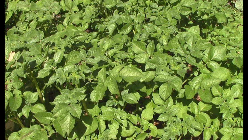 Don't Cook Your Potatoes before the Harvest