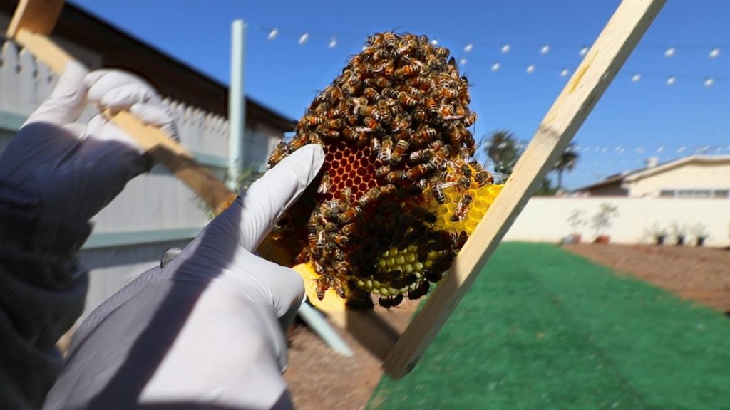 Bees Fighting Bees?! Inspecting 4 Beehives With Girl Next Door Honey 🐝🍯