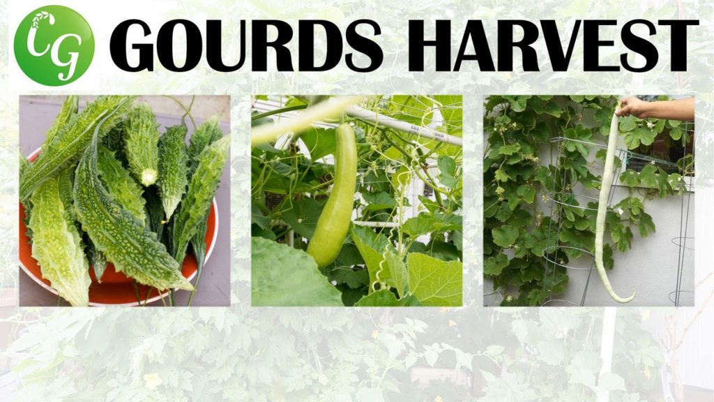 California Gardening: Three Gourds Harvested – Bitter, Bottle & Snake Gourd Three Gourds Harvested - Bitter, Bottle & Snake Gourd