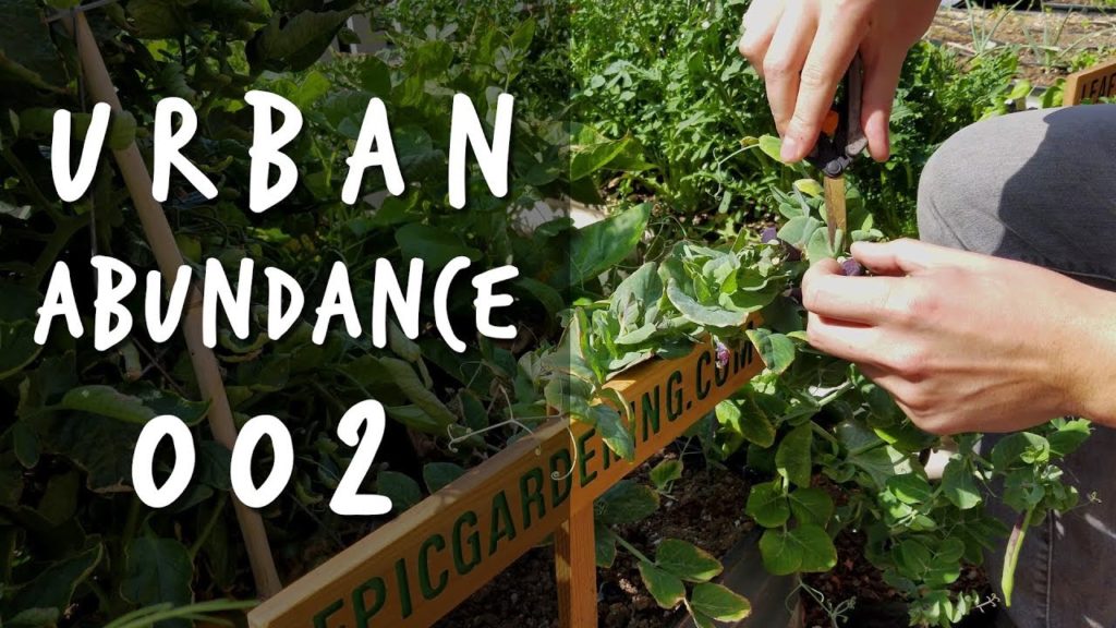 Front Yard Garden Update | Urban Abundance 002