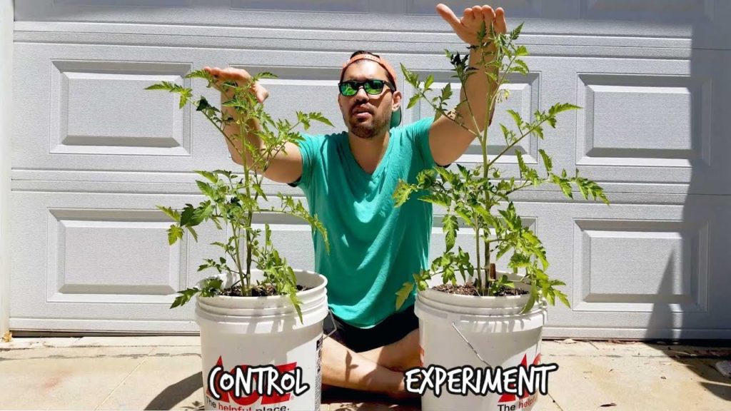 Biofertilizer Experiment: Which Tomato Grew Better? (Part 3)