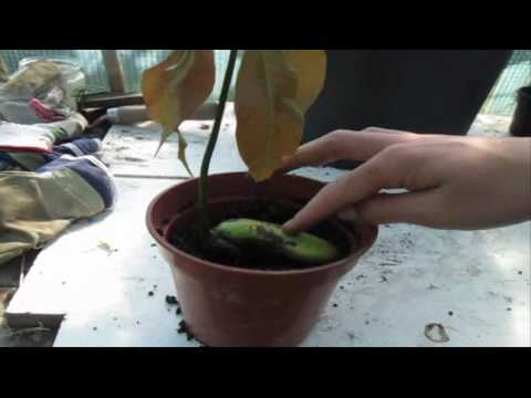 Huw Richards: Update and Transplant of my Honey Mango Update and Transplant of my Honey Mango