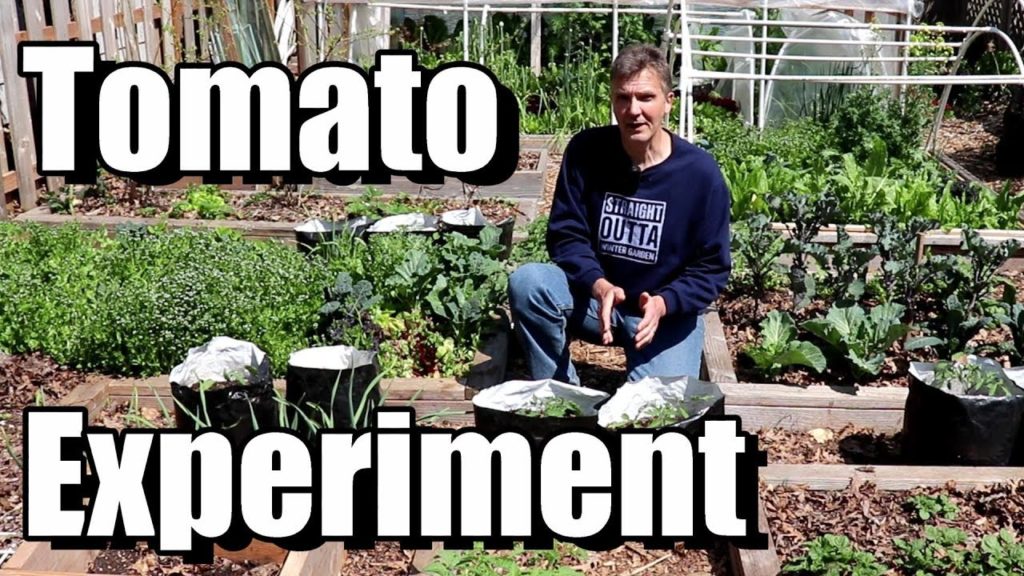 My Quest for Tomatoes in June, Week 5 Update