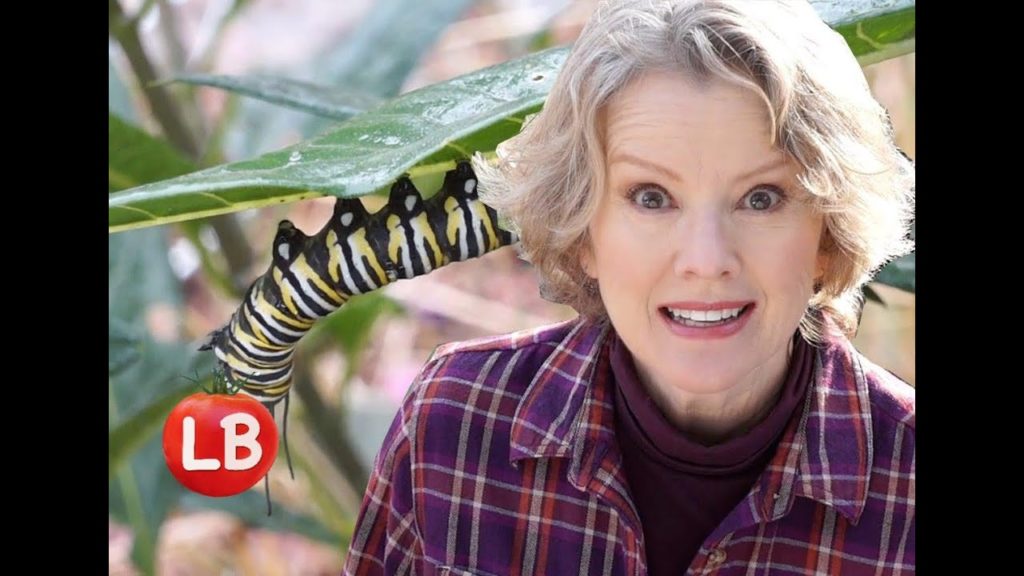 Rainy Day with Sparrows & Monarchs | Late Bloomer | Episode 20