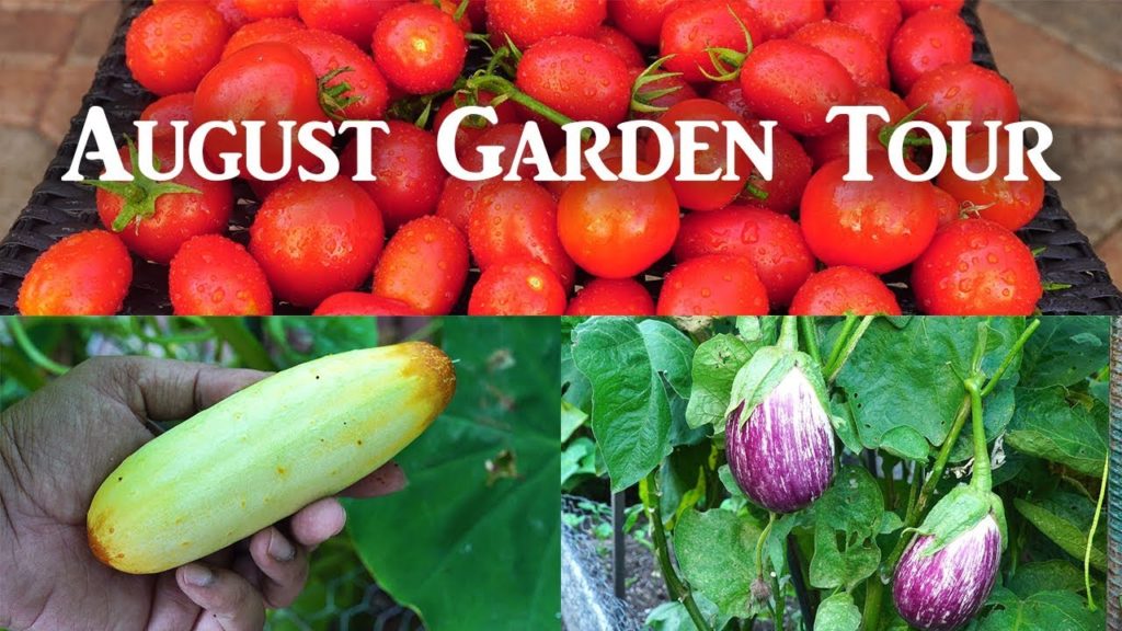 California Gardening: California Garden – Aug 2018 – Gardening Tips, Harvests & Much More! California Garden - Aug 2018 - Gardening Tips, Harvests & Much More!