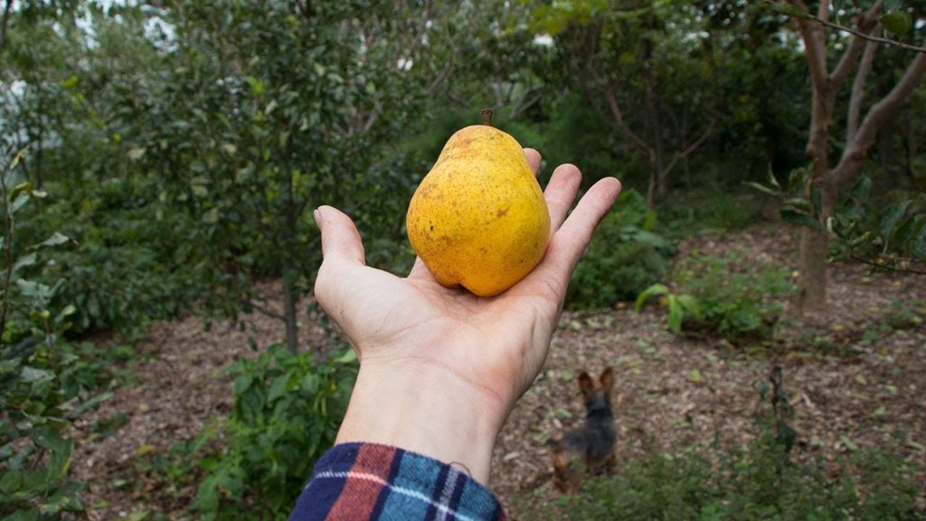 James Prigioni: Permaculture Garden Tour Permaculture Garden Tour