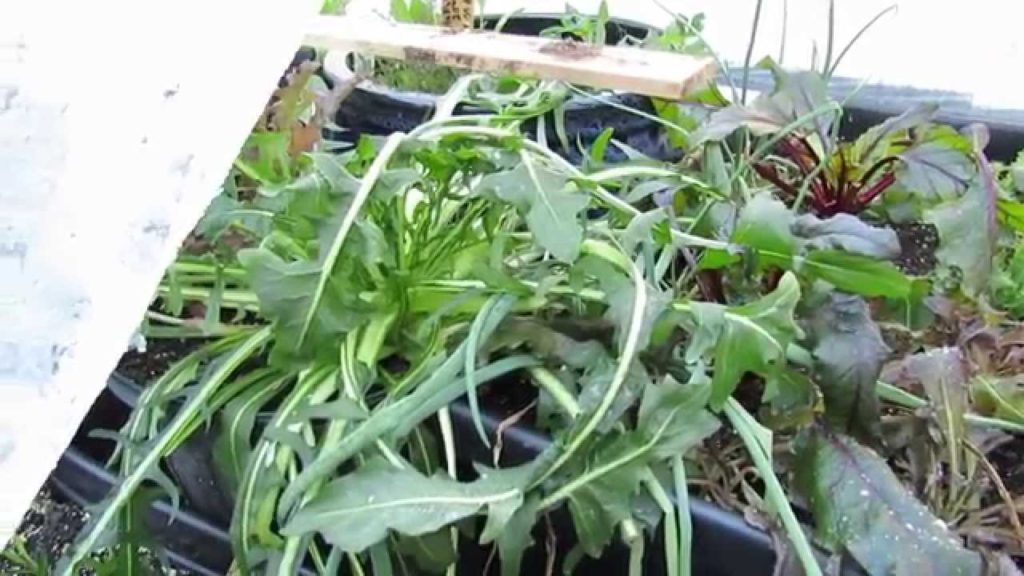 Gary Pilarchik: MFG 2015: Vegetables that Can Freeze & Like Cold: Lettuces, Kales, Greens are First into the Garden MFG 2015: Vegetables that Can Freeze & Like Cold: Lettuces, Kales, Greens are First into the Garden