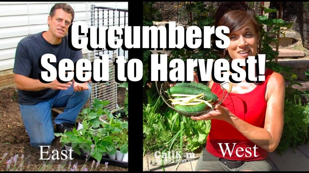 CaliKim: How to Grow Cucumbers from Seed to Harvest // Gardening Coast2Coast #3 How to Grow Cucumbers from Seed to Harvest // Gardening Coast2Coast #3