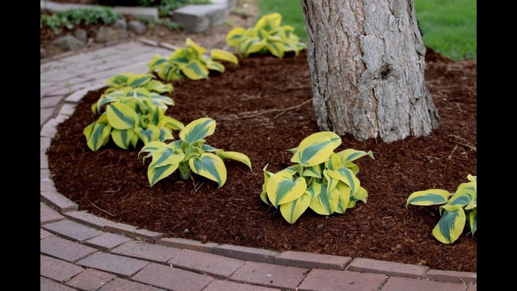 Planting a Hedge of Autumn Frost Hostas! 🌿💚// Garden Answer
