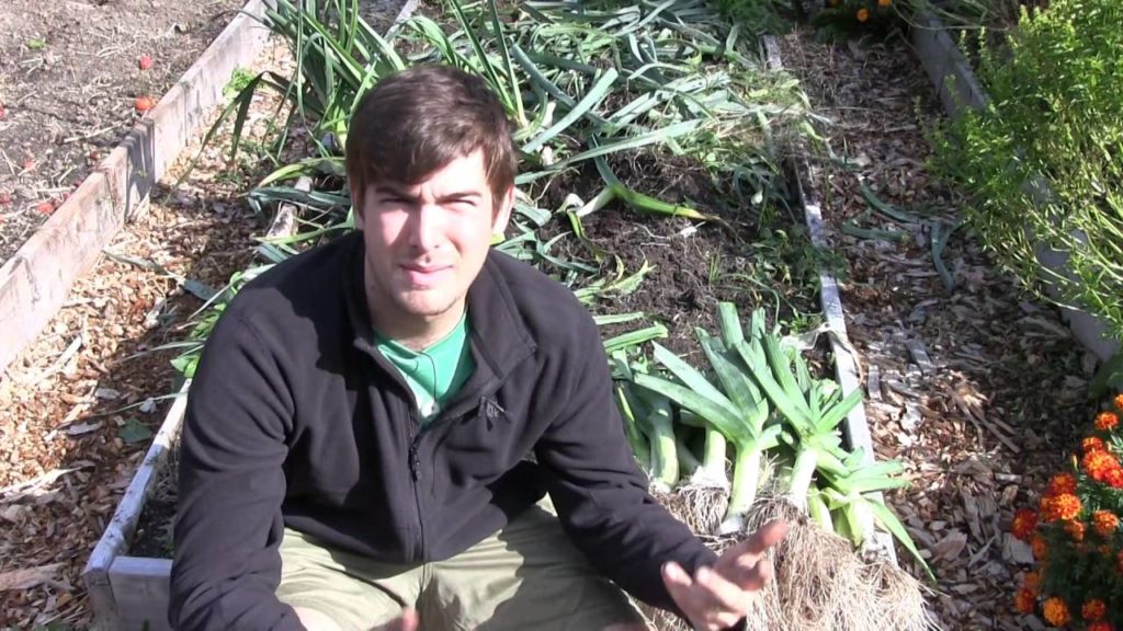 MIgardener: HUGE Leek Harvest! HUGE Leek Harvest!