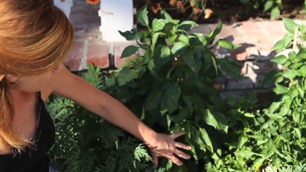 Preserving Your Harvest- How to Make  Pepper Jelly