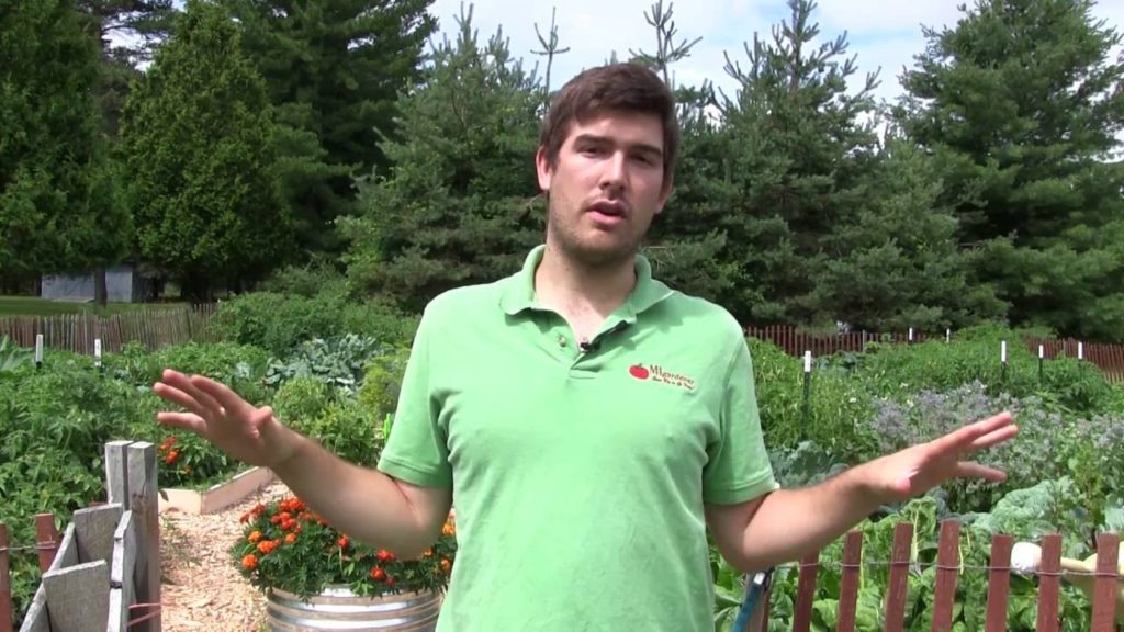 Huge Harvest & Complete Walkthrough of The 100% Organic Vegetable Garden