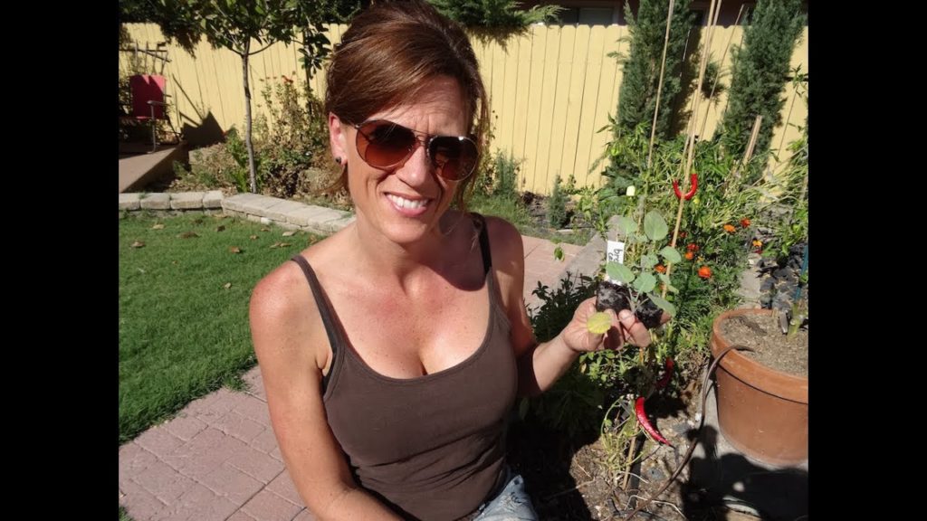 Planting Broccoli and Cauliflower -  Two Protein Packed and Cool Weather Veggies!