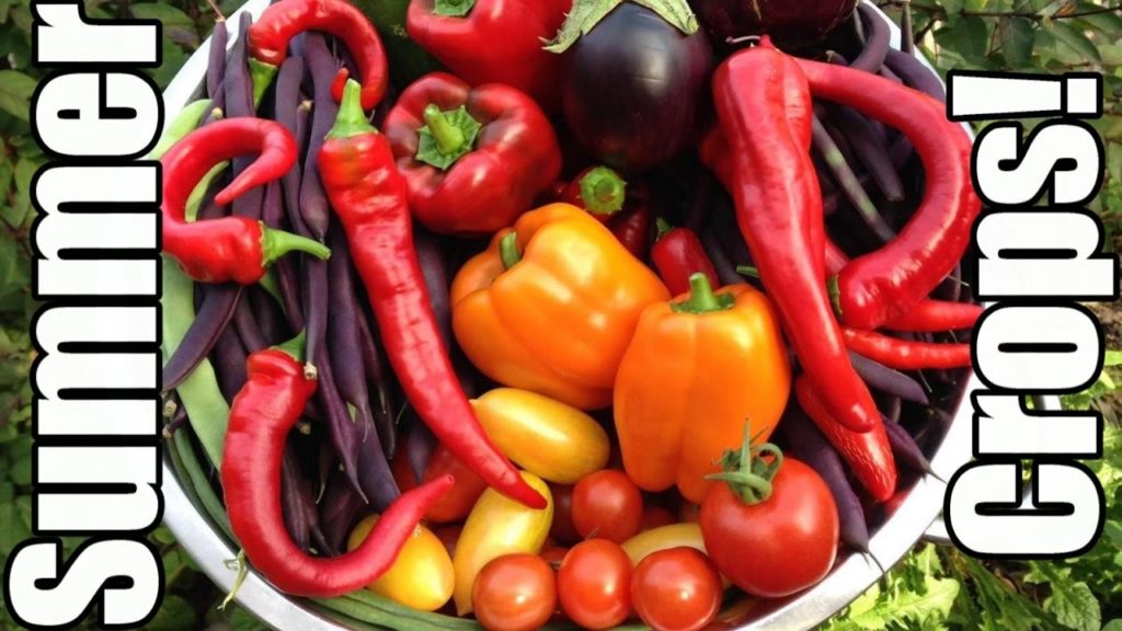 One Yard Revolution: Time to Plant Tomatoes, Peppers & Eggplants! (Zone 5) Time to Plant Tomatoes, Peppers & Eggplants! (Zone 5)