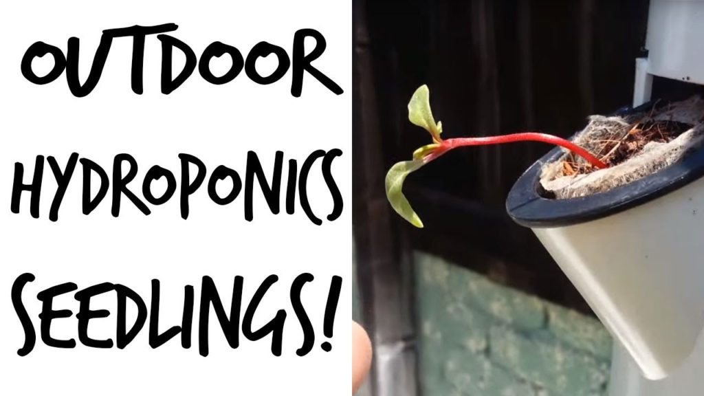 Outdoor Hydroponics Seedlings