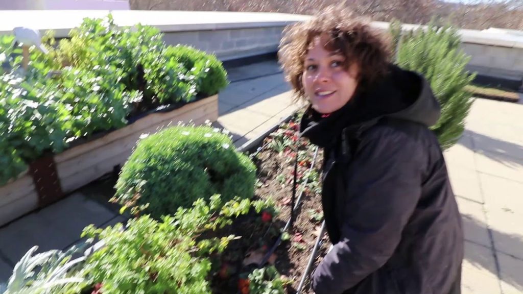 Green Roof Fundamentals: Building an Epic Rooftop Garden 🏠🌱
