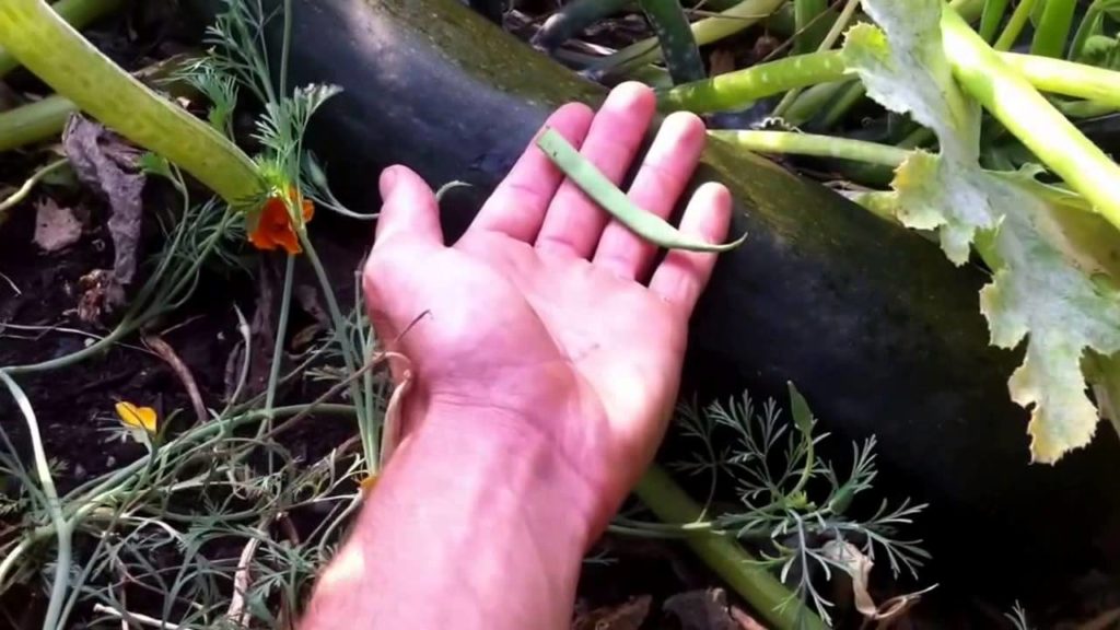 Food Forest, Getting Ready for Fall
