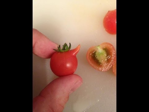 Alberta Urban Garden: Planting Sweet N Neat Tomatoes using the fruit in the Alberta Urban Garden Planting Sweet N Neat Tomatoes using the fruit in the Alberta Urban Garden