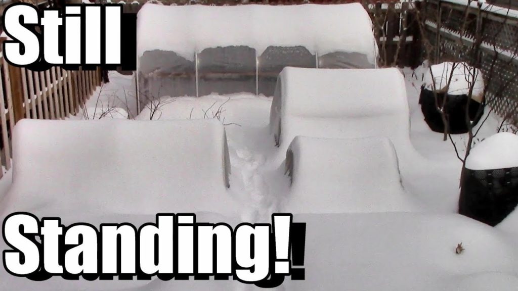 One Yard Revolution: How is Our Hoop House Holding Up After 3 Winters? How is Our Hoop House Holding Up After 3 Winters?