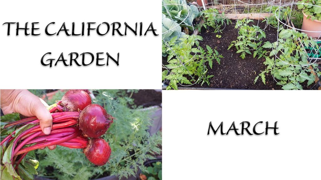 The California Garden in March - Happy Spring Season!