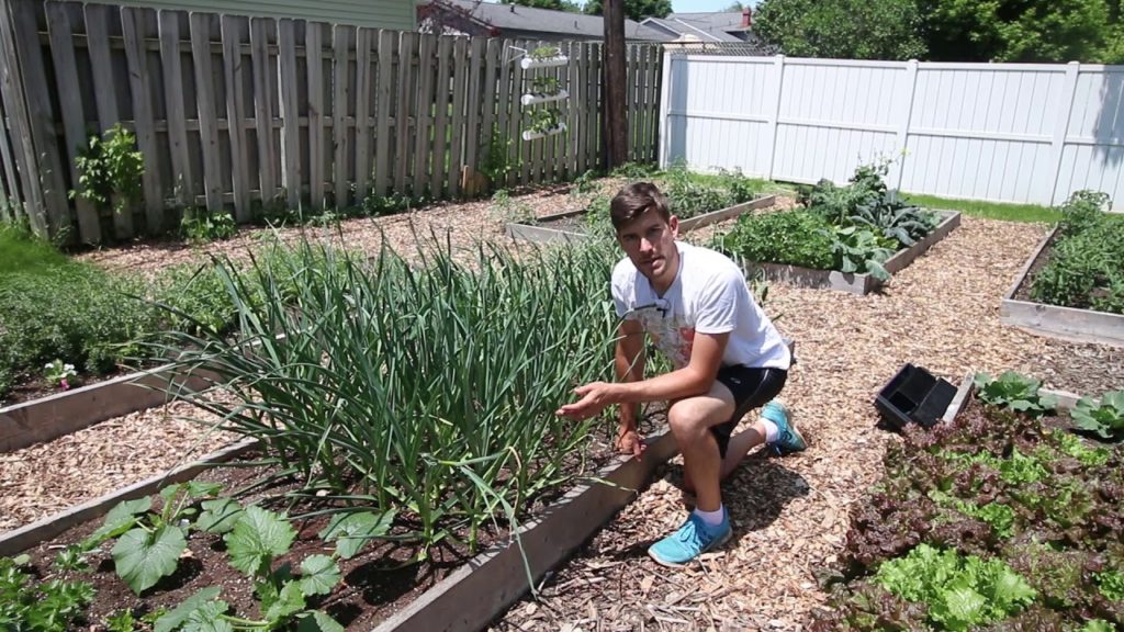 Complete June Walkthrough of the Organic Garden + Orchard
