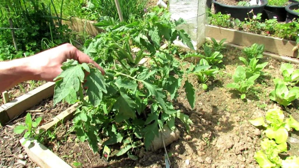 Gary Pilarchik: A Complete Video Guide for Growing Heirloom Tomatoes: Start to Finish – Table of Contents A Complete Video Guide for Growing Heirloom Tomatoes: Start to Finish - Table of Contents