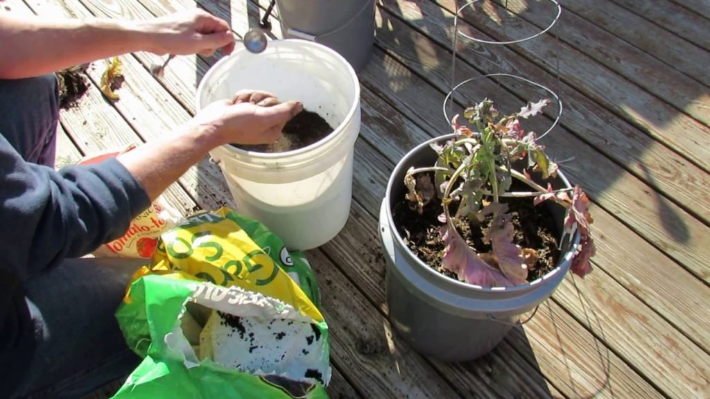Super Quick & Easy Container Pea Planting: Come On.... That Easy!