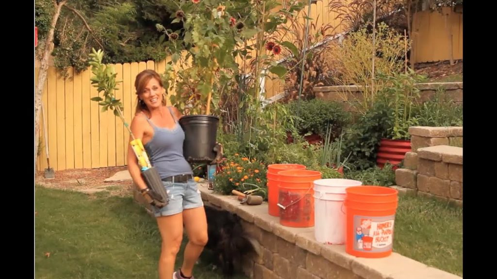 Planting Grapevine and Lemon Tree in 5 Gallon Buckets - Quick and Easy