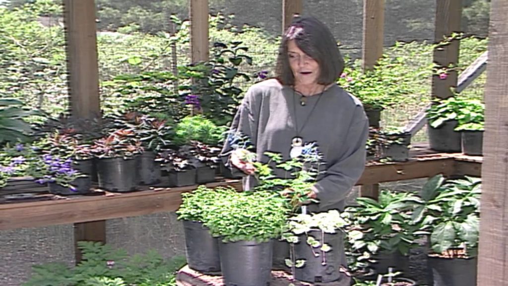 Gardening With Summer Perennials Gardening With Summer Perennials