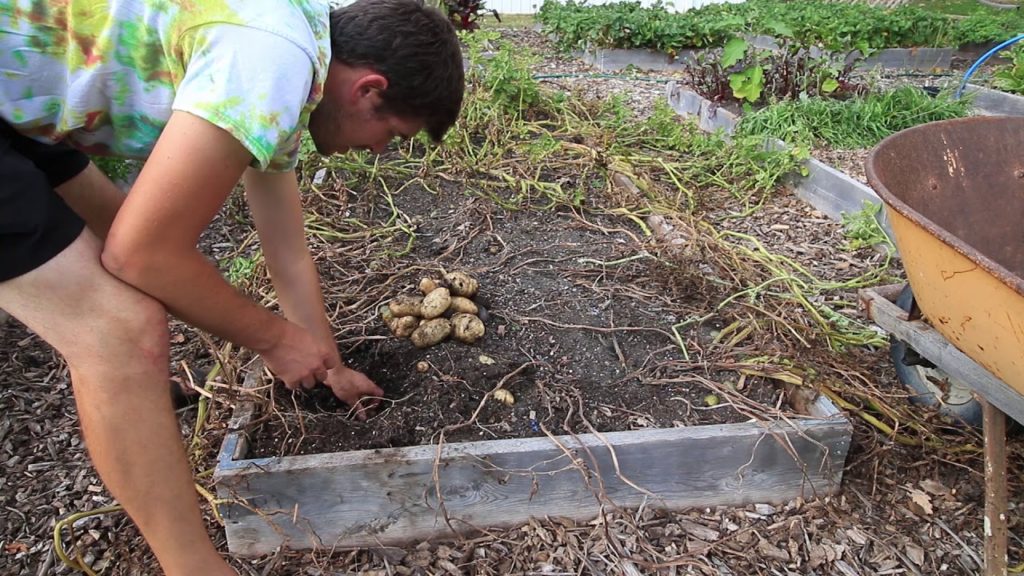 100+ Pounds Of Potatoes From 48 Square Feet! *Largest Harvest To Date*