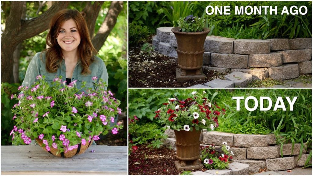 Garden Answer: Flower Pillow Update One Month Later Flower Pillow Update One Month Later