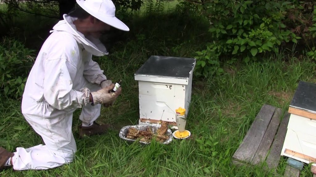 Using Lemongrass Oil When Beekeeping