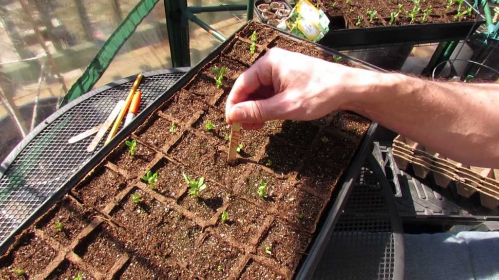 Gary Pilarchik: 1 of 2: How to Start Peas in Peat Trays/Pots: You Can Transplant the Trays! – MFG 2014 1 of 2: How to Start Peas in Peat Trays/Pots: You Can Transplant the Trays! - MFG 2014