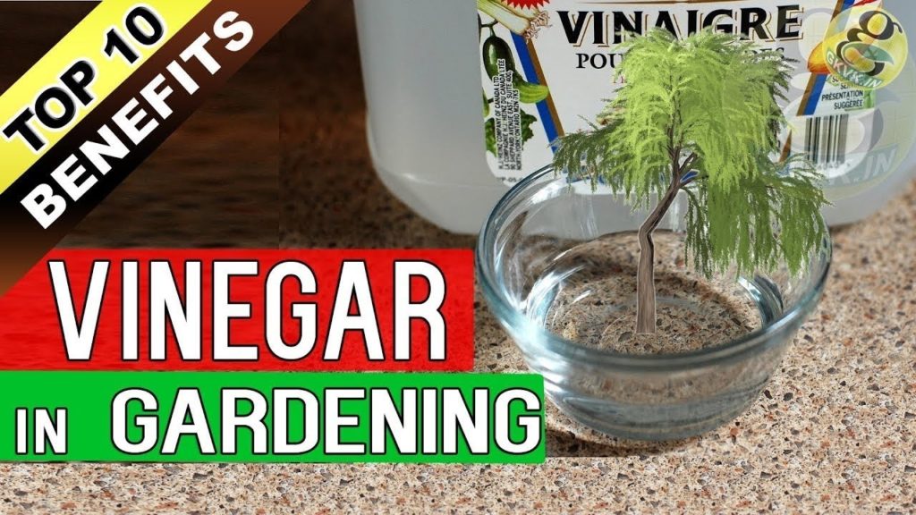 VINEGAR in GARDENING – Top 10 Proven Benefits of Vinegar for Plants VINEGAR in GARDENING - Top 10 Proven Benefits of Vinegar for Plants