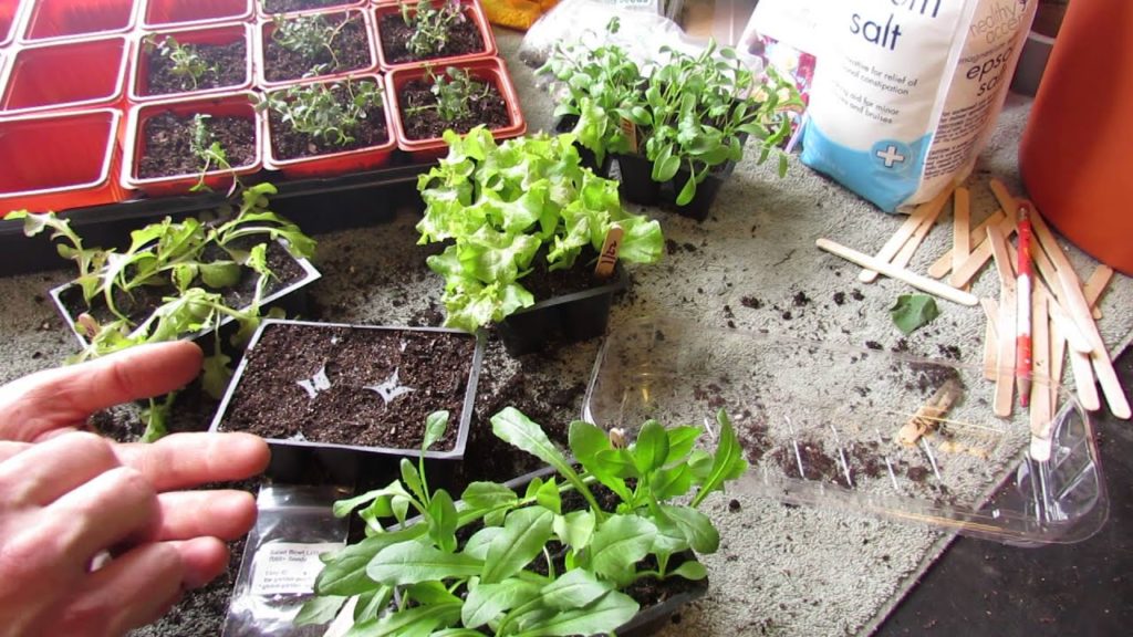 How and When to Start Leaf Lettuces and Leafy Greens Indoors - The Rusted Garden 2014